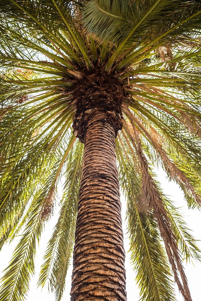 Canary Islands-Tenerife Island-Masca-palm tree